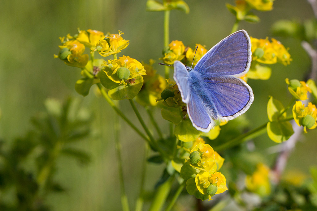 108 - Polyommatus escheri - L'Azuré de l'Adragant 2.jpg