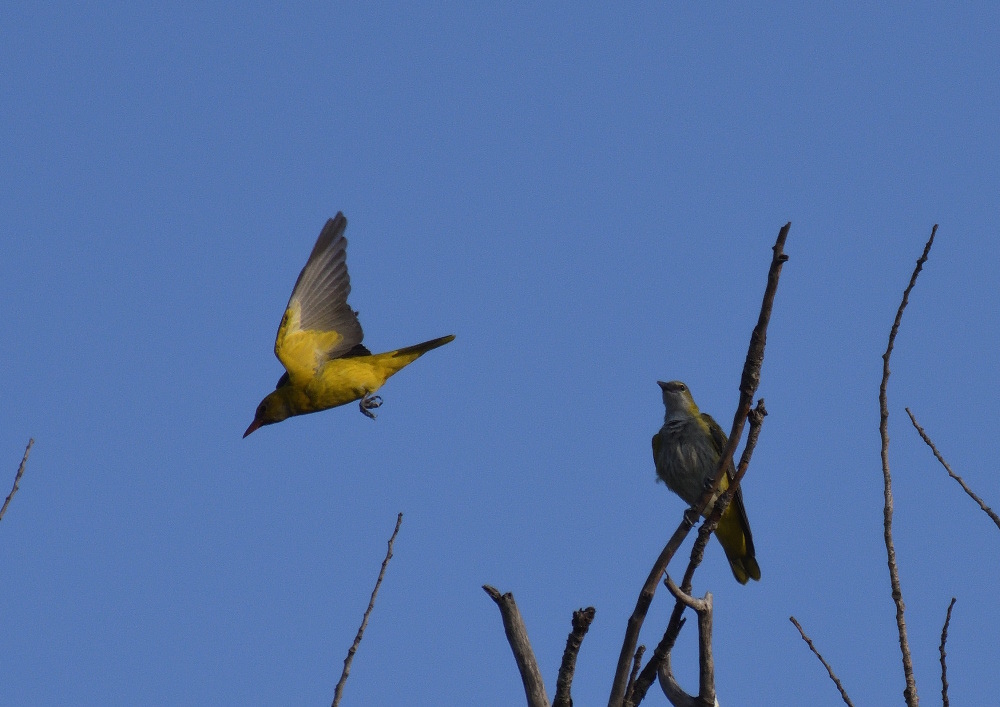 DSC_6010.JPG