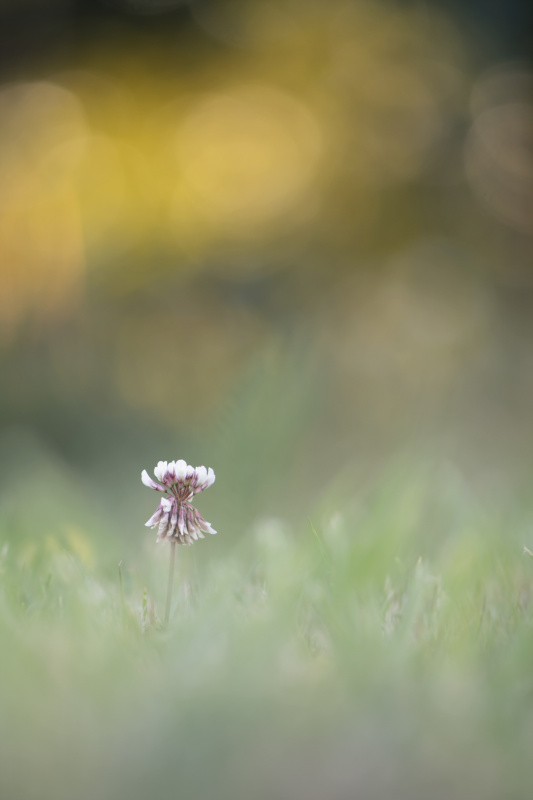 _DSC9525_DxO.jpg