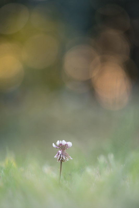 _DSC9530_DxO.jpg