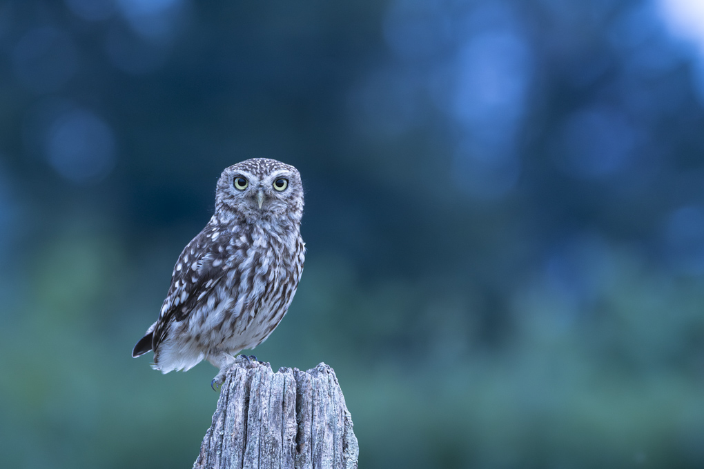 _DSC9546-Avec accentuation-Bruit.jpg