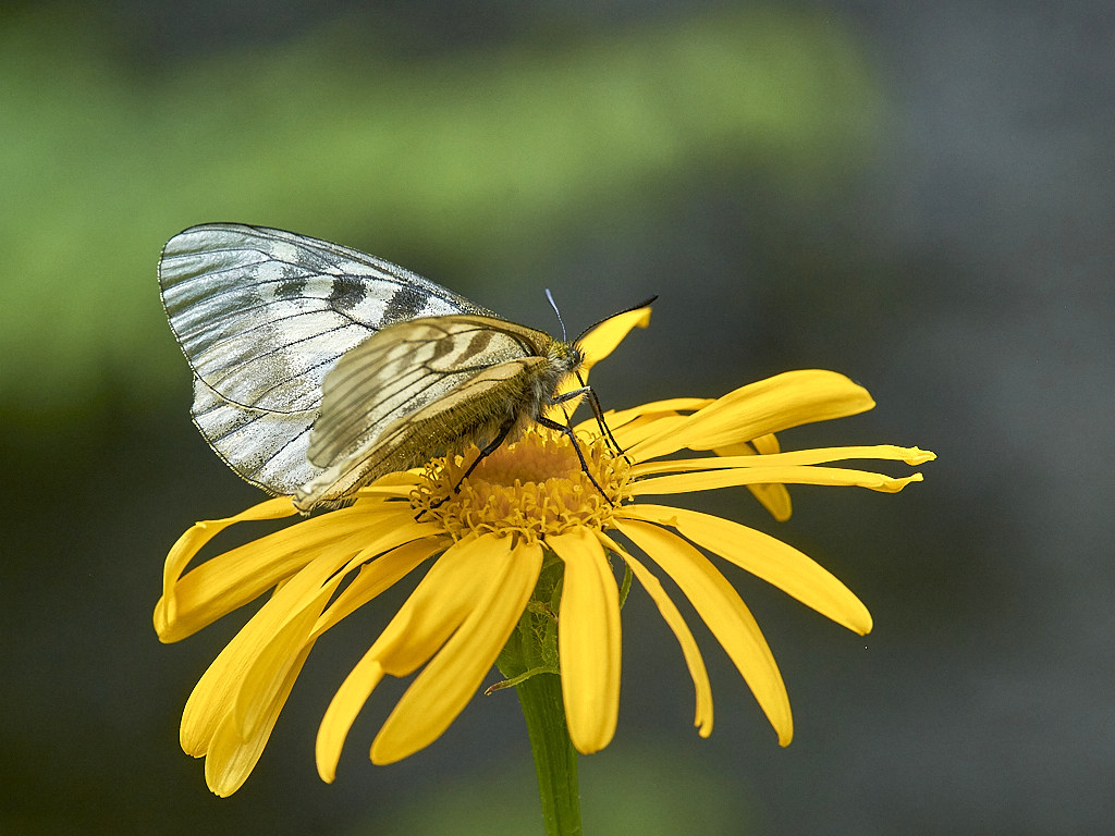 B 8012_1.jpg