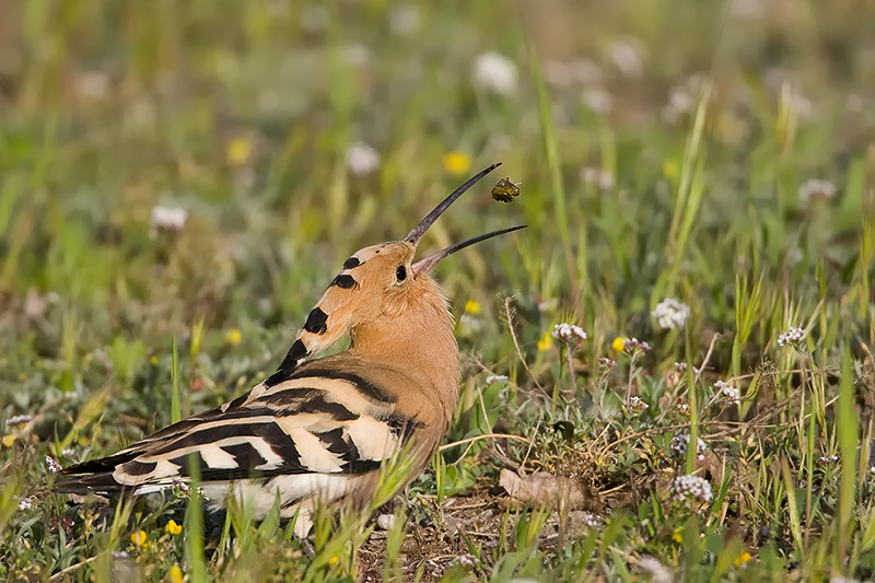 20090415_F3G6122_Huppe_Fasciee_800px_web.jpg