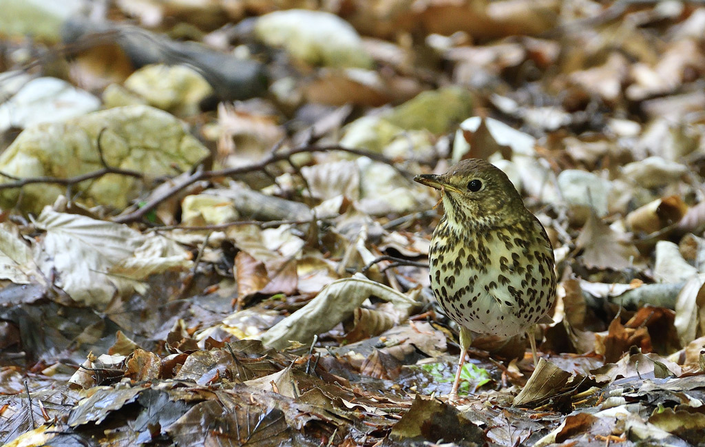 DSC_7363.jpg