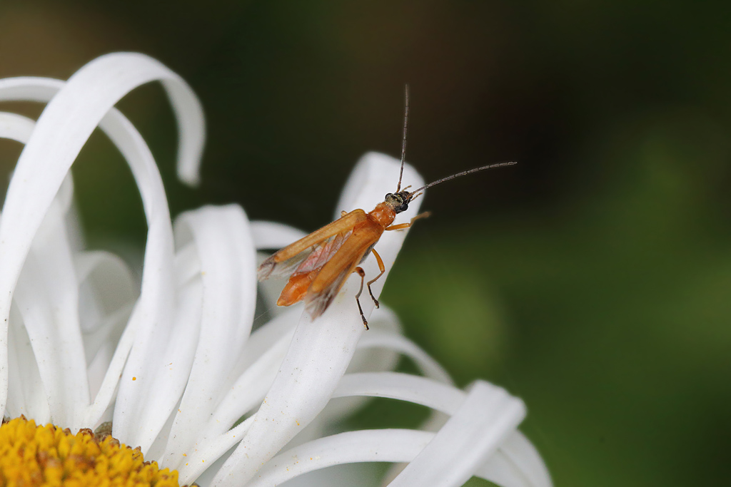 Rhagonycha nigriceps  1.JPG