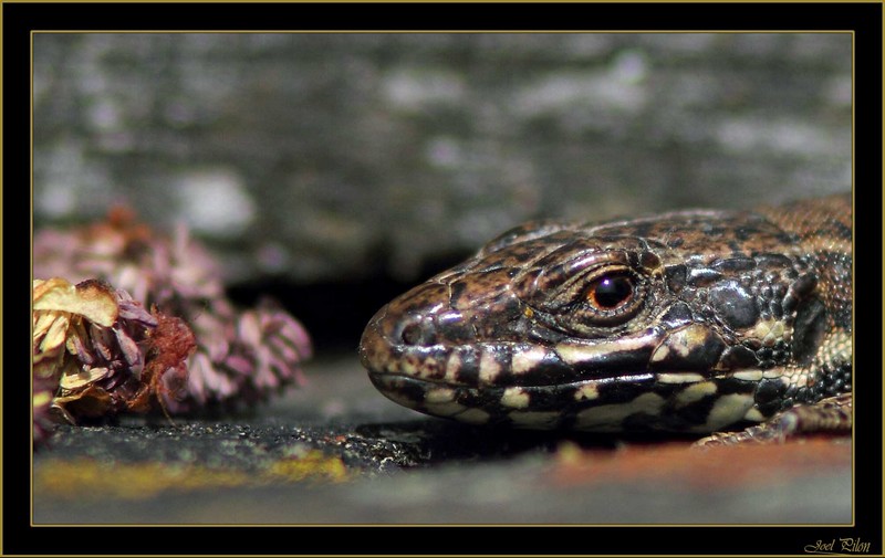lezard.010001.JPG