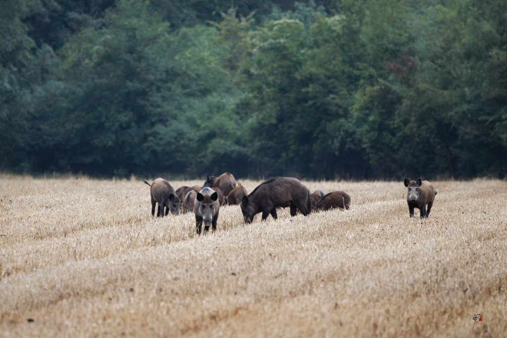 Sanglier (Sus scrofa) Wild boar-123_DxO.jpg