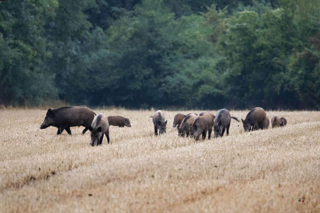 Sanglier (Sus scrofa) Wild boar-125_DxO.jpg
