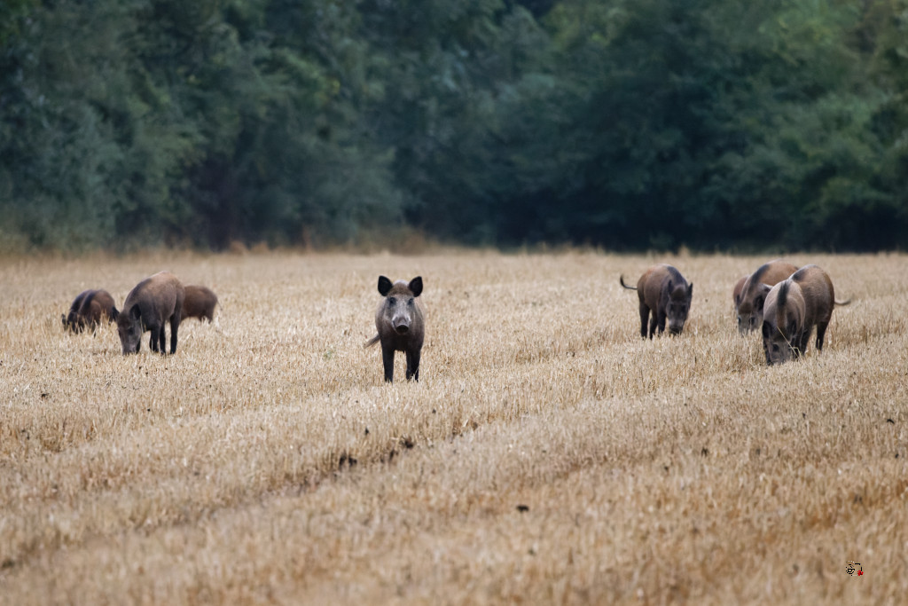 Sanglier (Sus scrofa) Wild boar-129_DxO.jpg