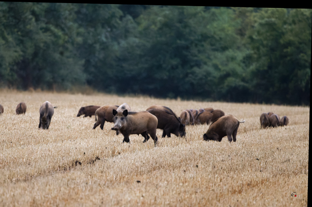 Sanglier (Sus scrofa) Wild boar-133_DxO.jpg