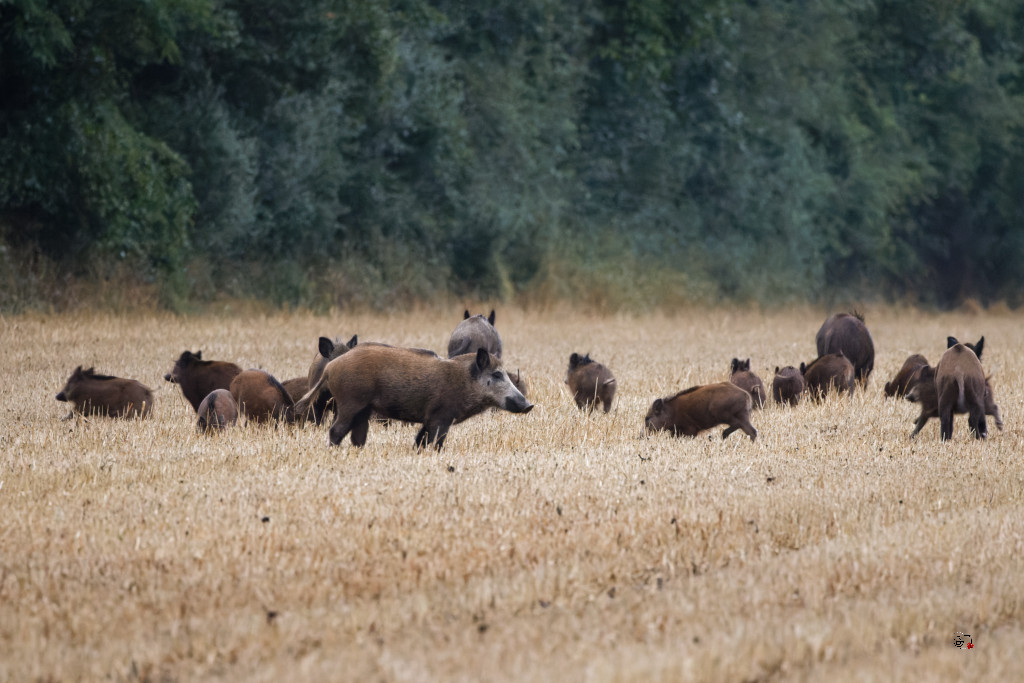 Sanglier (Sus scrofa) Wild boar-135_DxO.jpg