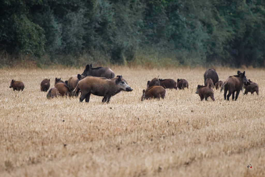Sanglier (Sus scrofa) Wild boar-136_DxO.jpg