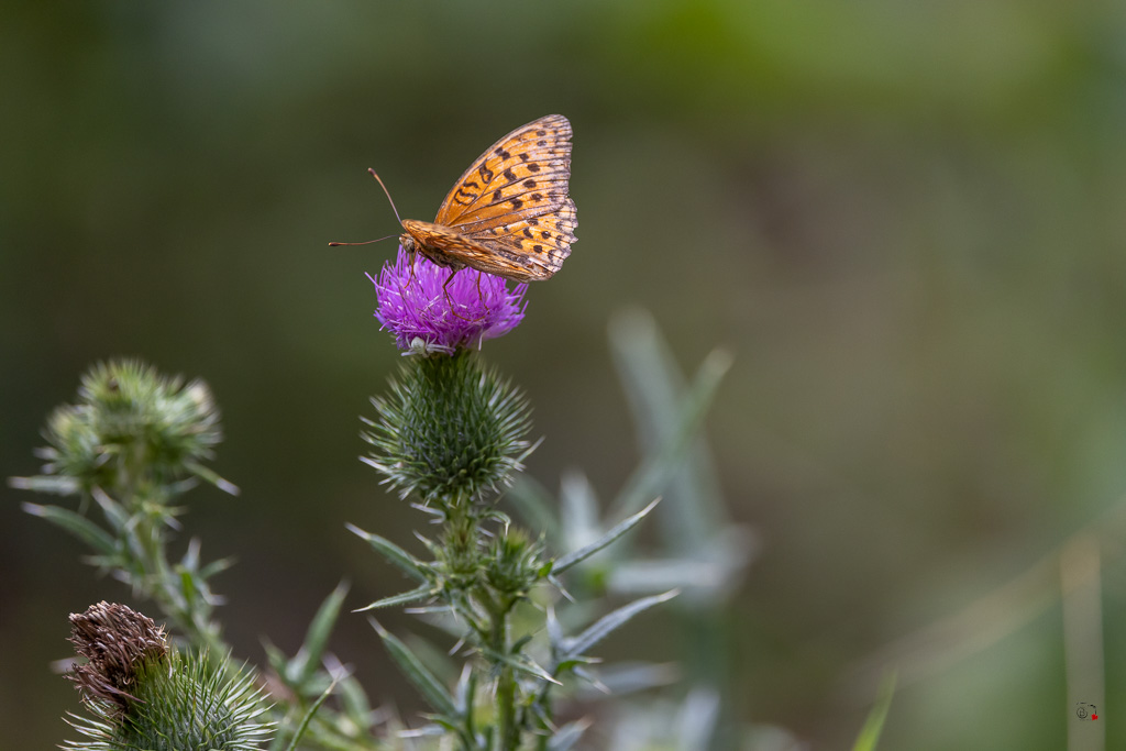 Tabac d'Espagne (Argynnis paphia)-75.jpg