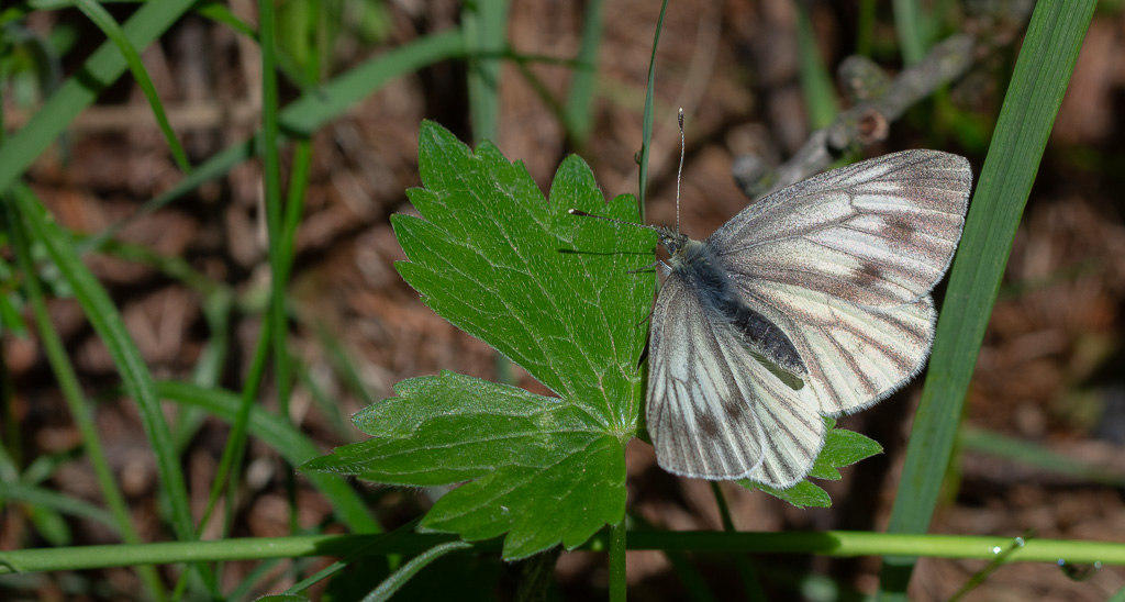 Papillon Piéride du navet -22-.jpg
