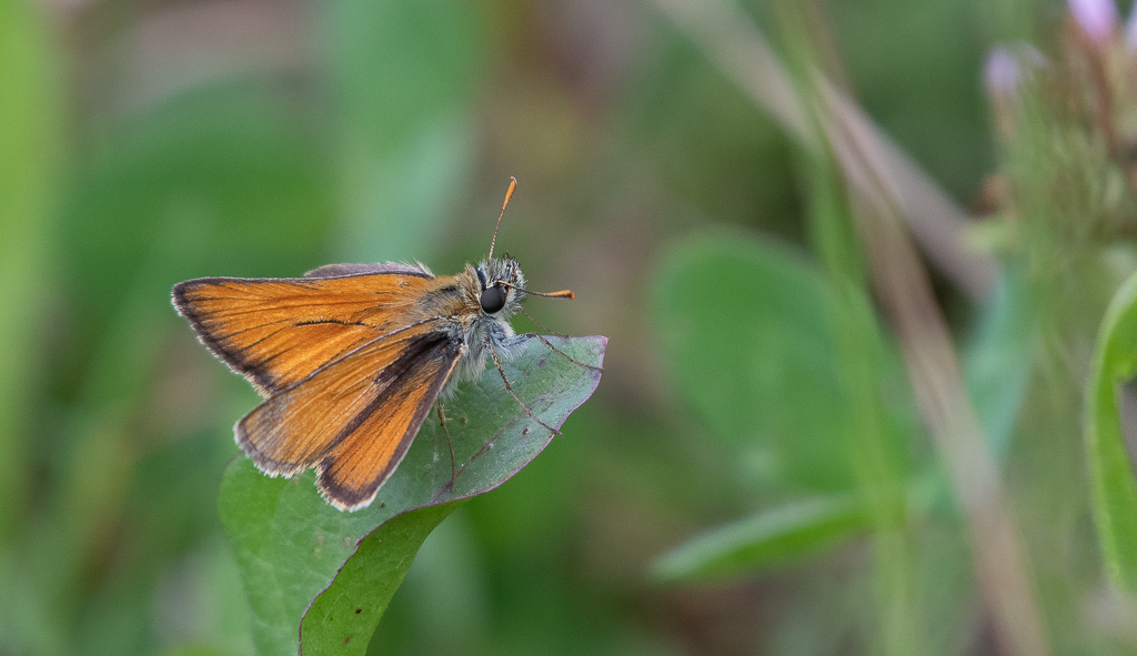 Papillon.jpg