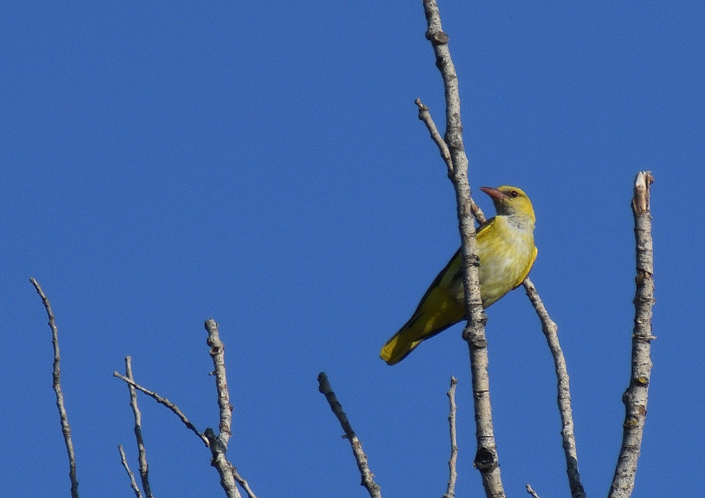 DSC_6352.JPG