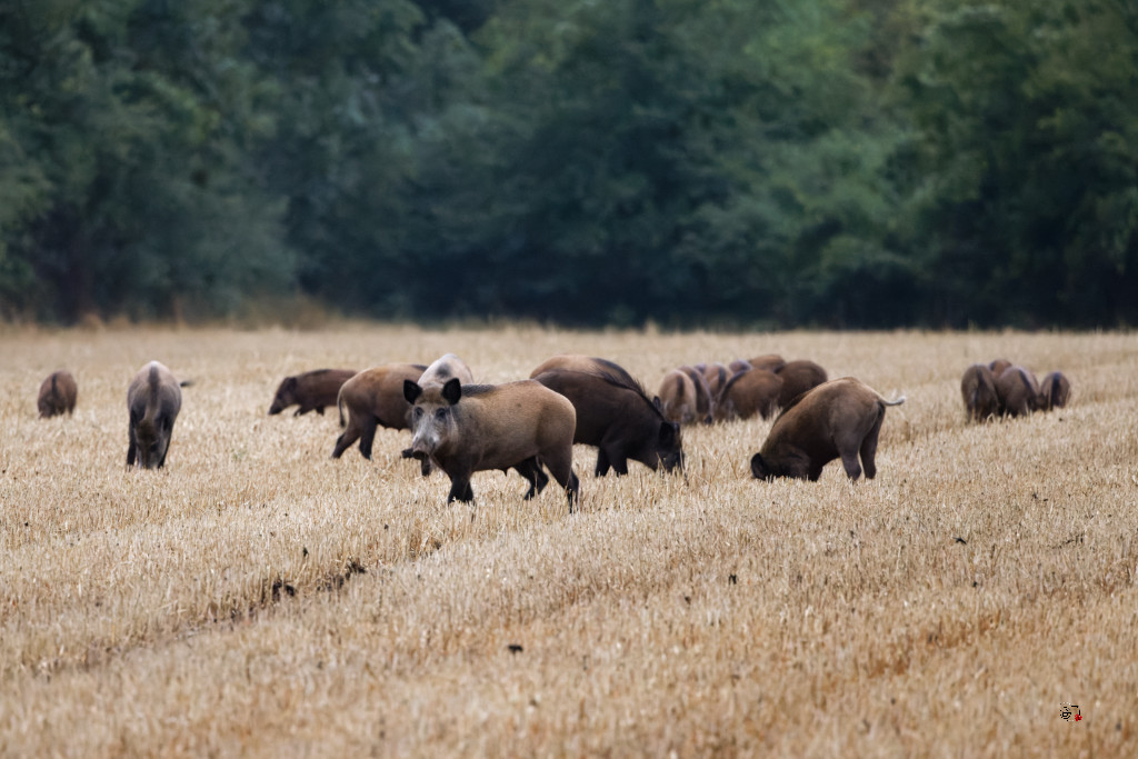 Sanglier (Sus scrofa) Wild boar-133_DxO.jpg