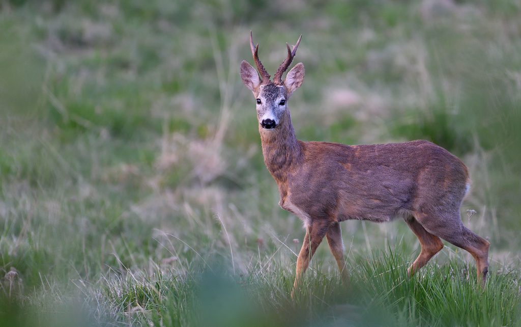 DS5_8350.jpg