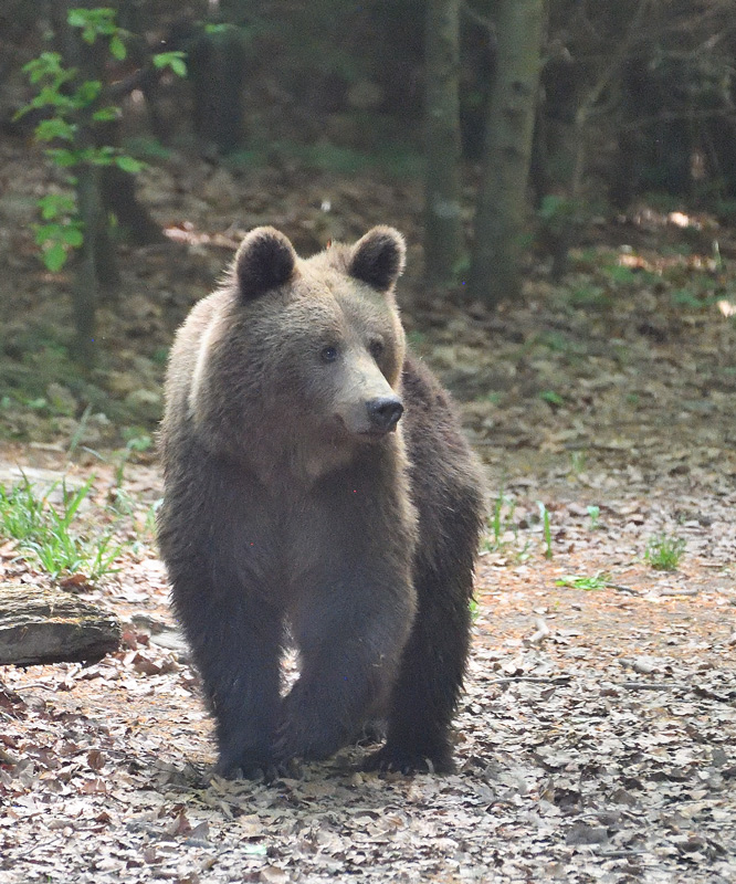 DS5_8119.jpg