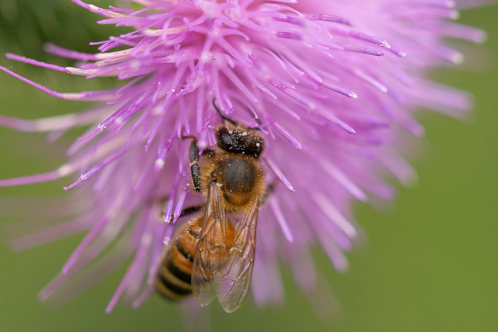 Ca butine -3-.jpg