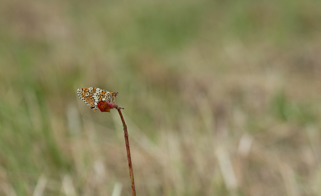 Papillon. Mélitée du Plantin -3- (1).jpg