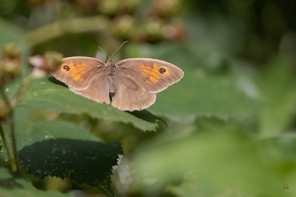 Myrtil (Maniolia jurtina)-51.jpg