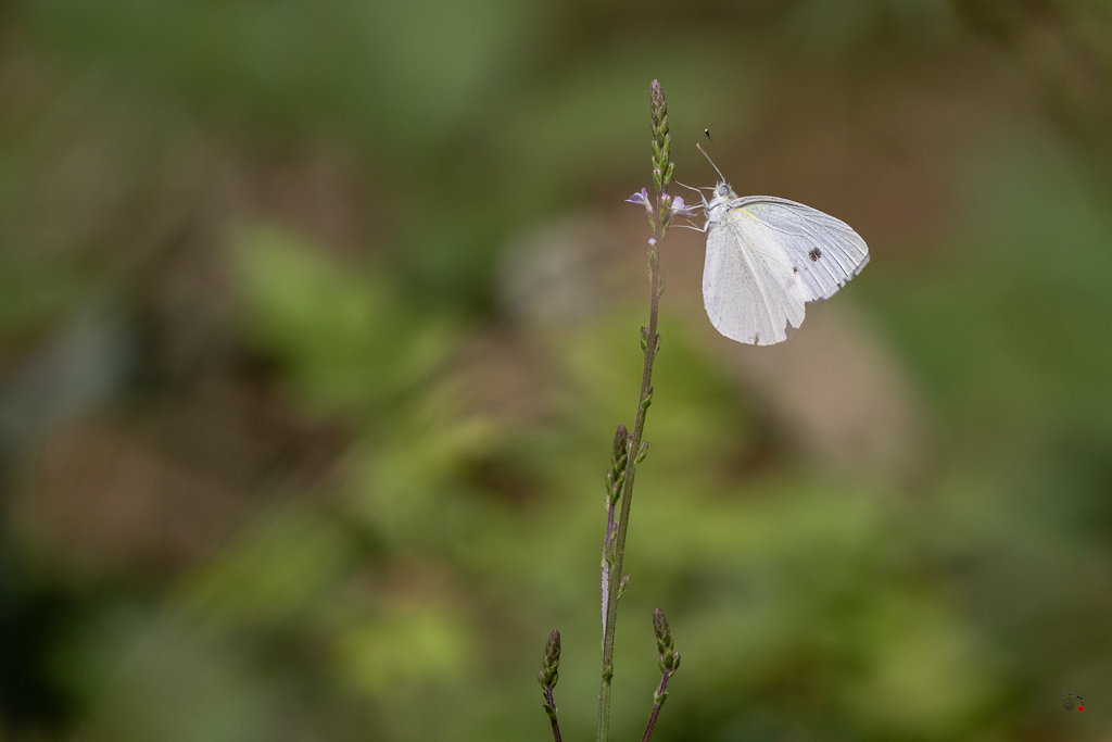 Piéride de la rave (Pieris rapae)-18.jpg