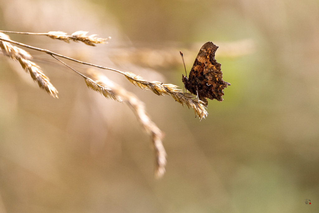 Robert le diable (Polygonia c-album)-13.jpg