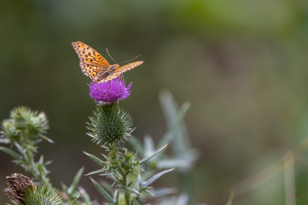 Tabac d'Espagne (Argynnis paphia)-67.jpg