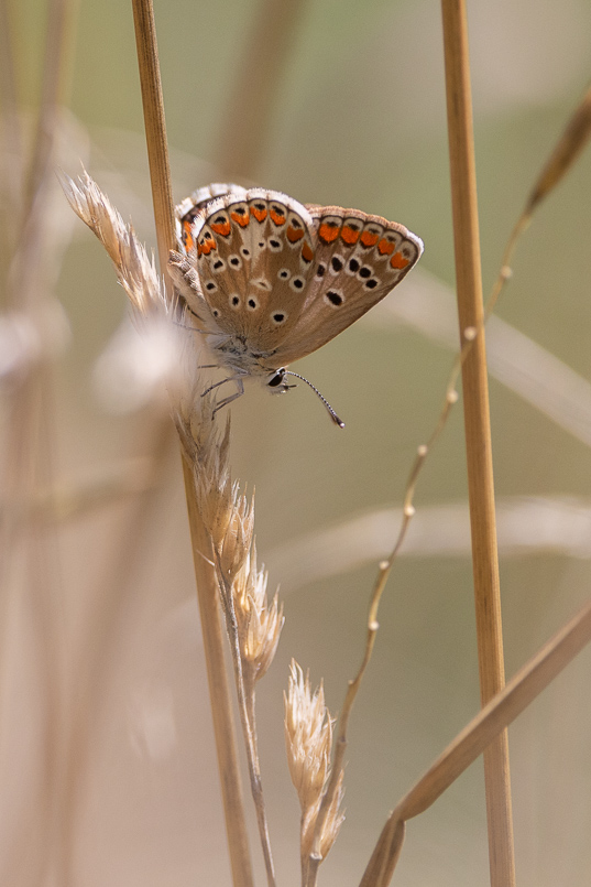 Collier de corail (Aricia agestis)-11.jpg