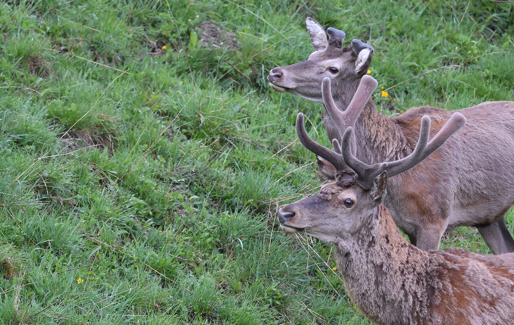DS5_7766.jpg