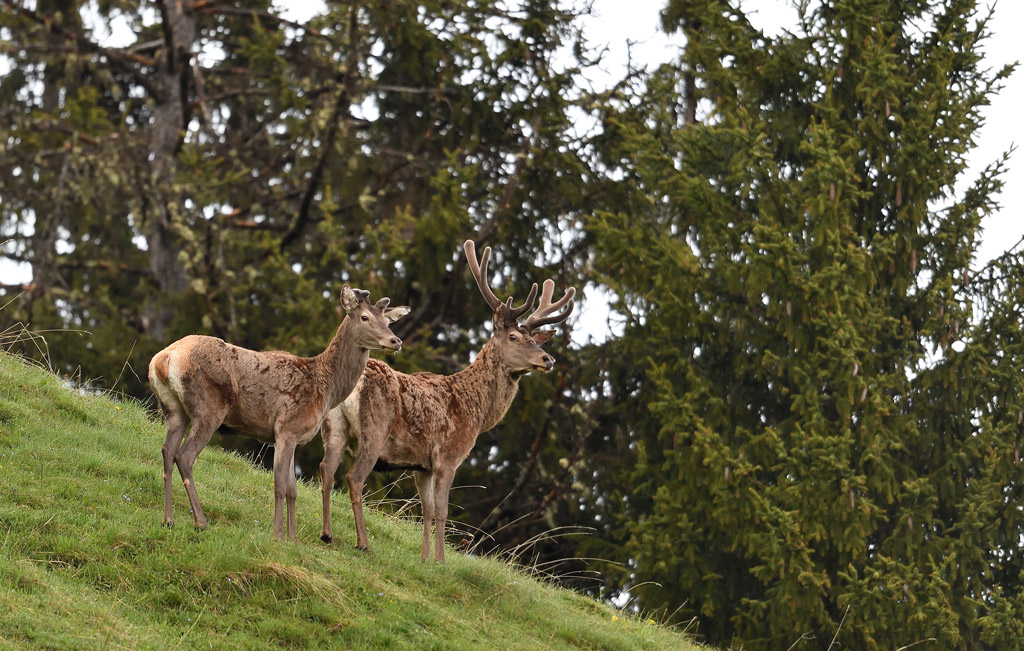 DS5_7794.jpg