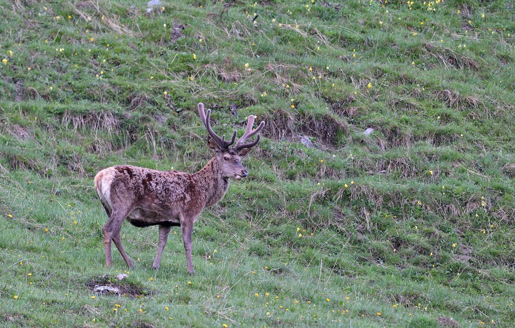 DS5_7841.jpg