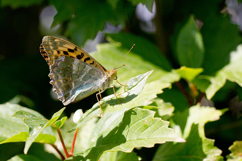 Le Tabac d'espagne - Argynnis paphia femelle.jpg