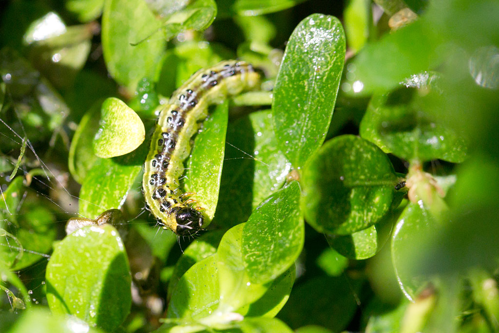 La Pyrale du buis - Cydalima perspectalis  chenille 1.jpg