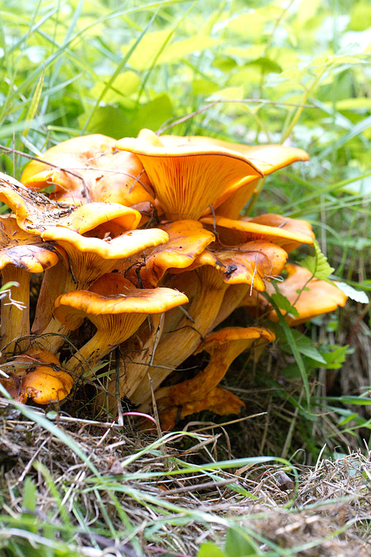 Omphalotus illudens.jpg