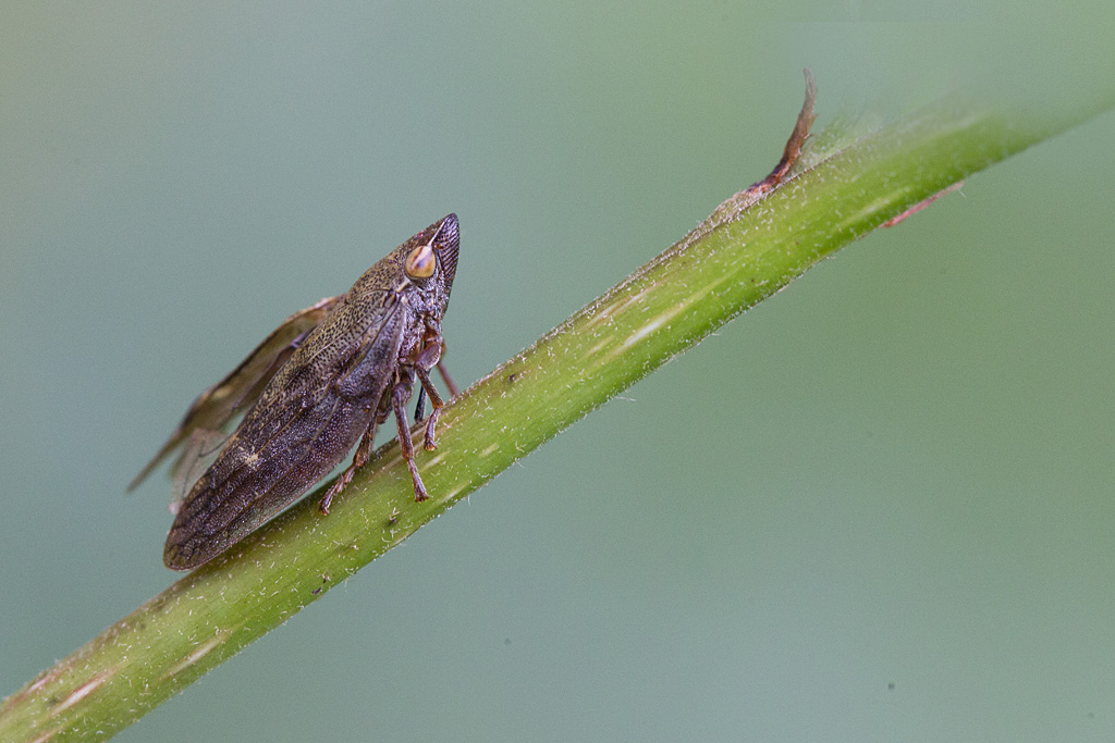 Aphrophora salicina.jpg
