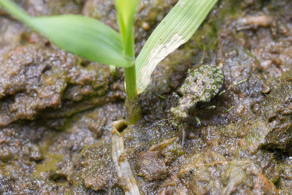 Elaphrus riparius - Elaphre des ruisseaux..jpg