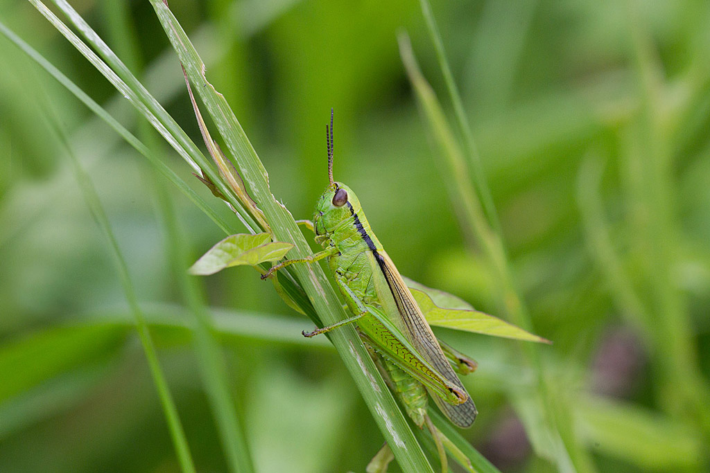 Mecostethus parapleureus  - criquet des roseaux 2.jpg