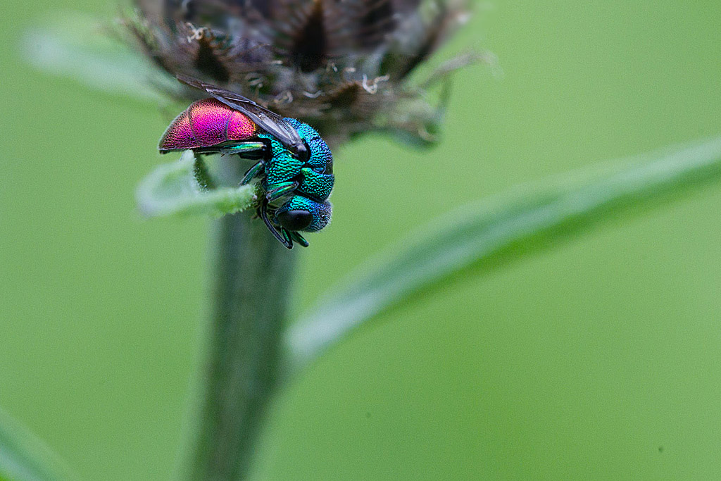 Chrisis sp  J Rivière.jpg