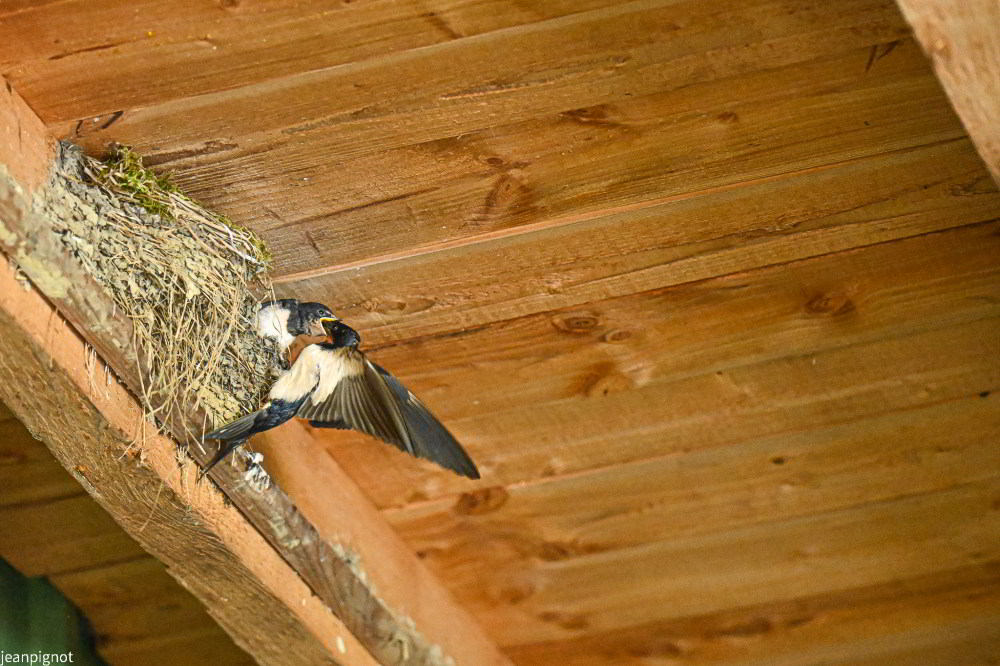 N8_1718.JPG
