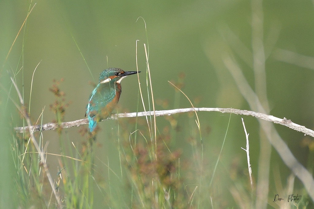 DSC_6515IN.jpg