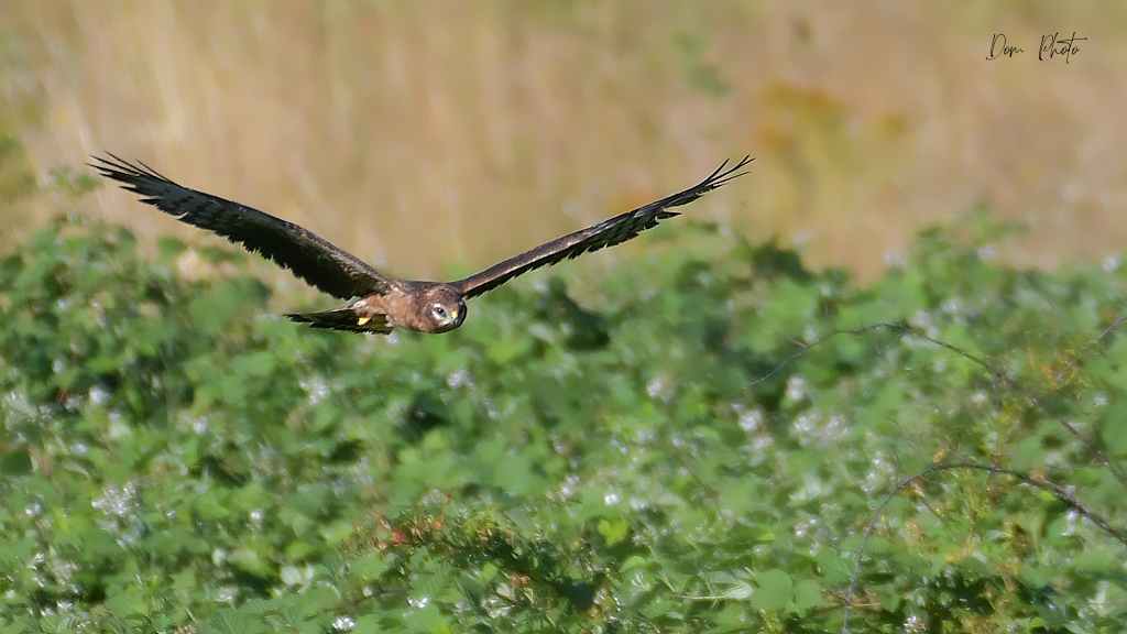 DSC_6023IN.jpg