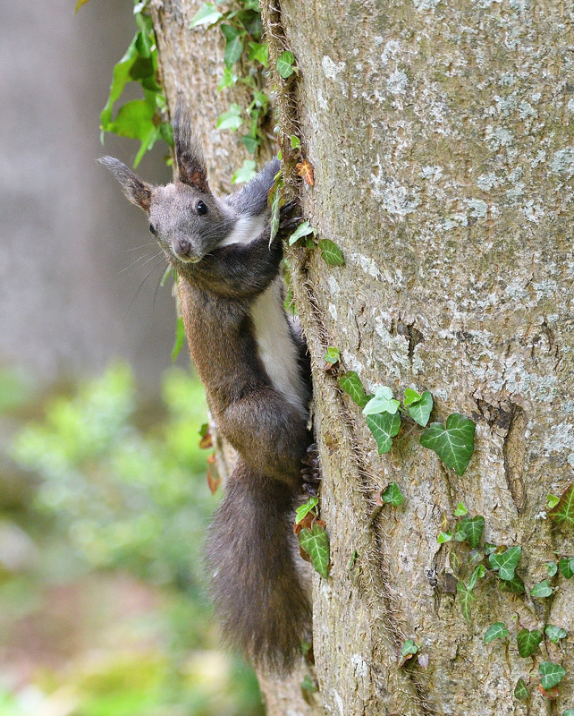 DSC_7187.jpg