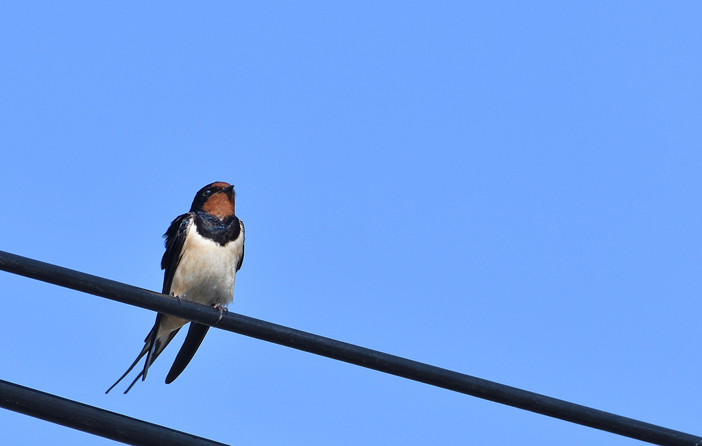 DSC_7366.jpg