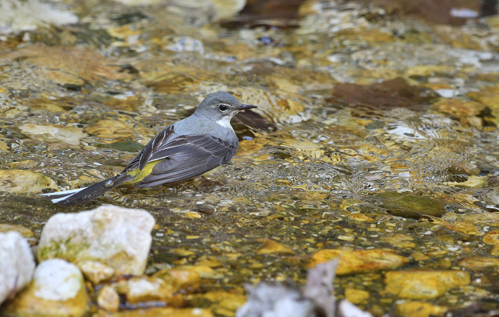 DSC_7334.jpg