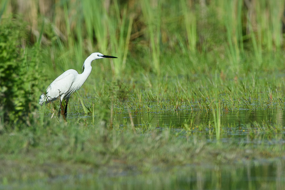 Aigrette garz 23_5.jpg