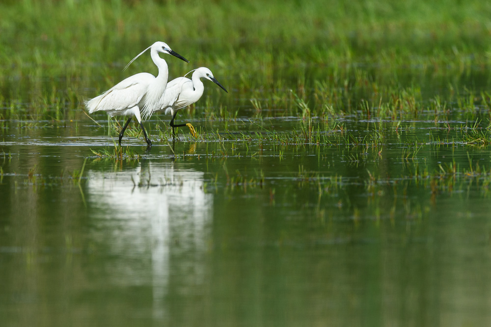 Aigrette garzette-136.jpg