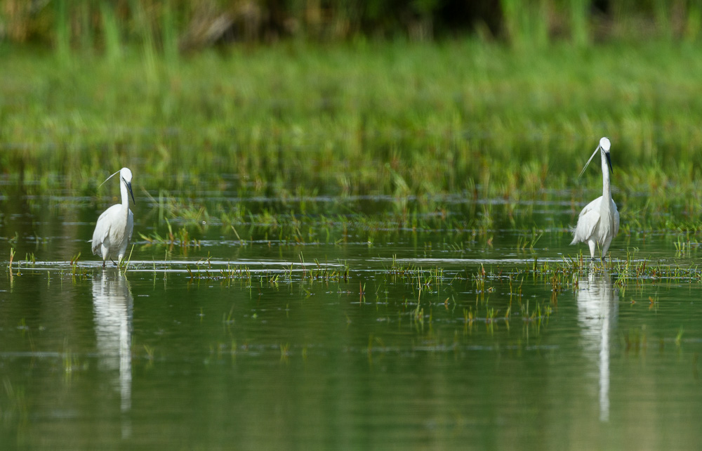 Aigrette garzette-138.jpg