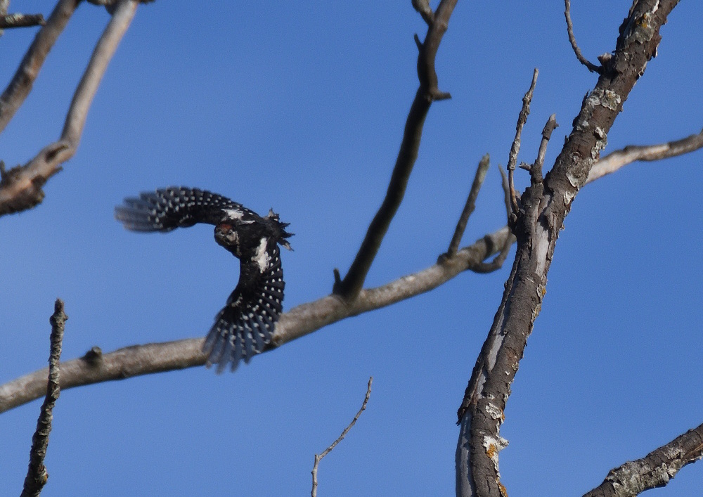 DSC_6465.JPG